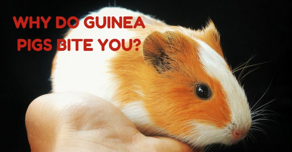 why do guinea pigs bite you
