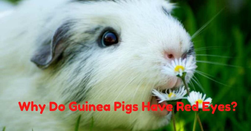 Why Do Guinea Pigs Have Red Eyes?