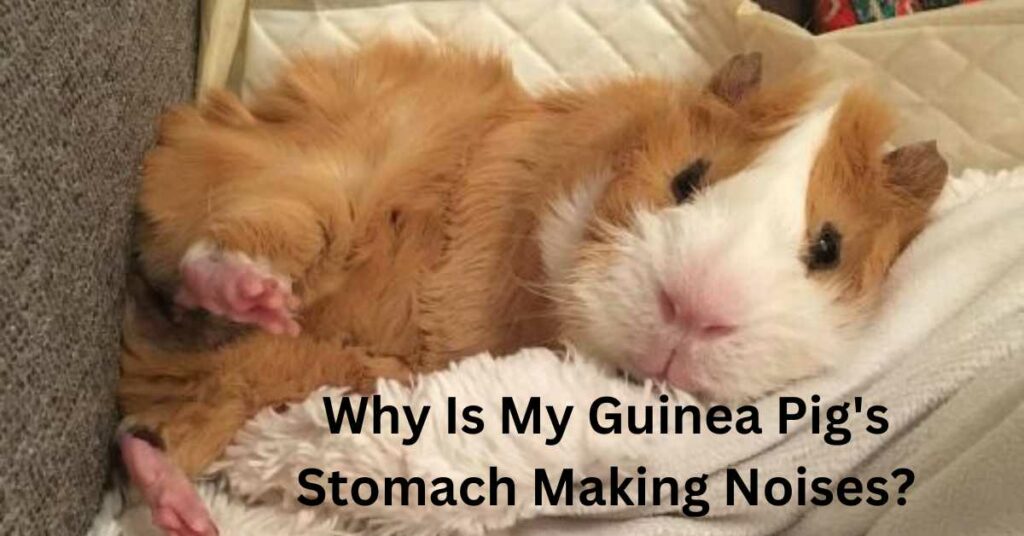 why is my guinea pig's stomach making noises