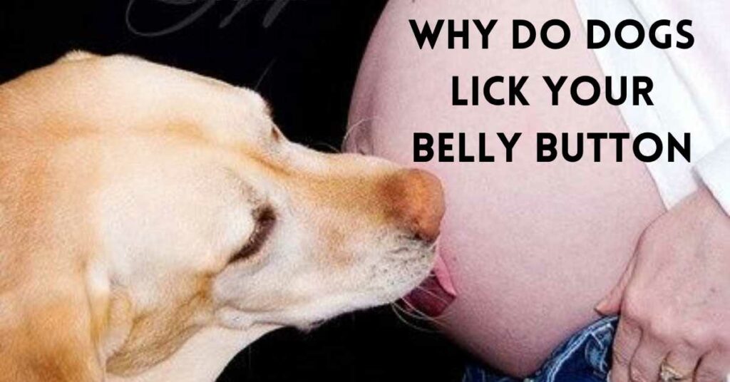 why do dogs lick your belly button