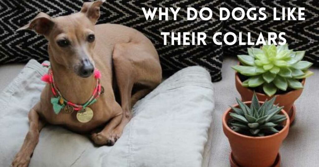 why do dogs like their collars