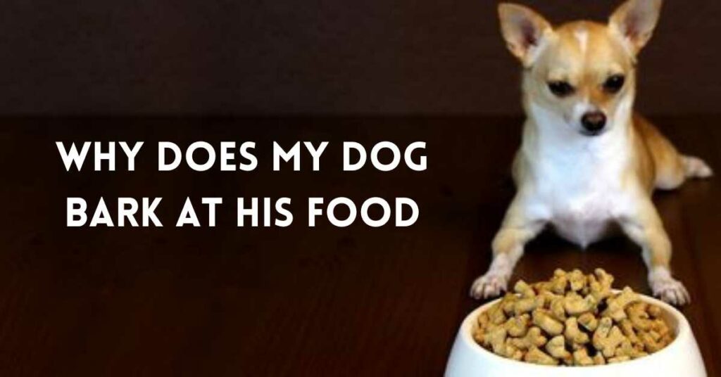 why does my dog bark at his food