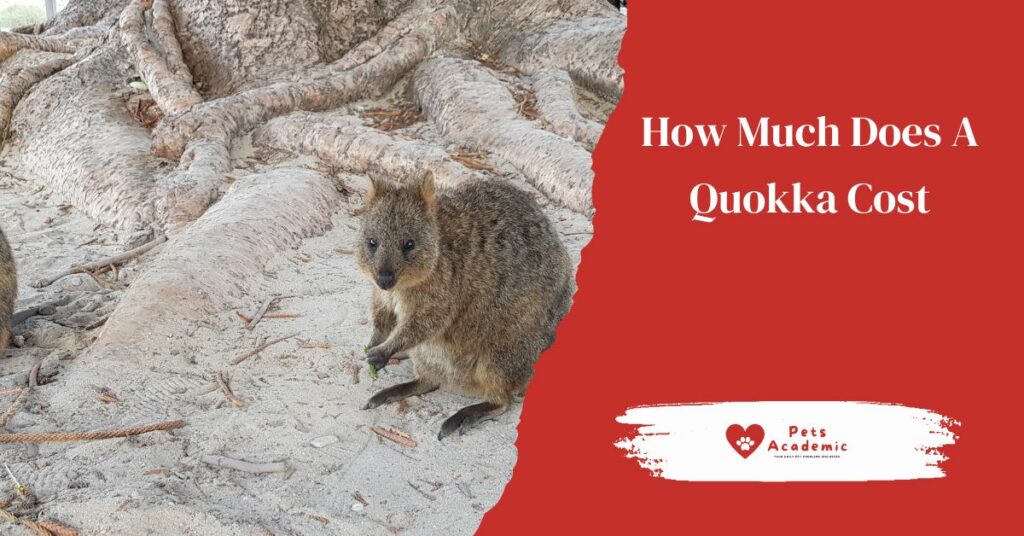How Much Does A Quokka Cost