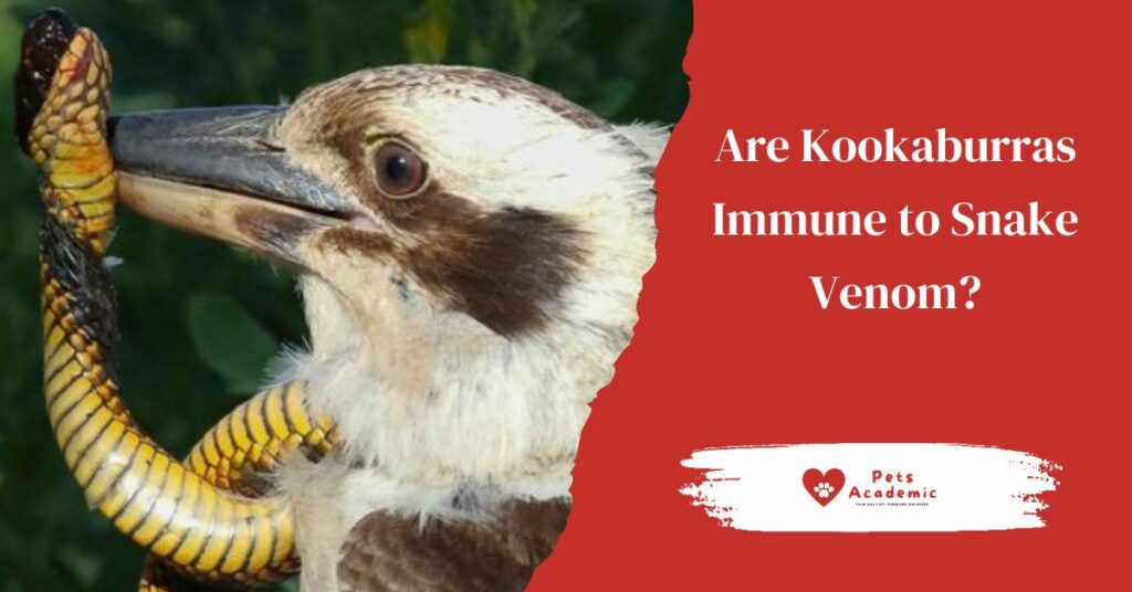 Are Kookaburras Immune to Snake Venom?