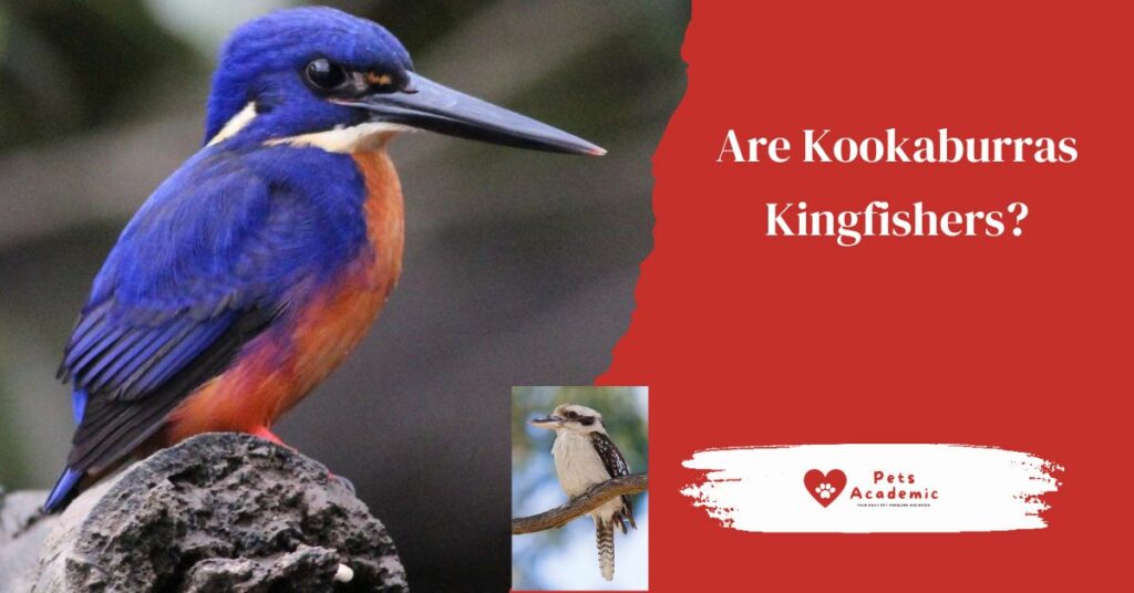 Are Kookaburras Kingfishers? Read This to Find Out Whether Kookaburras Are Kingfishers.
