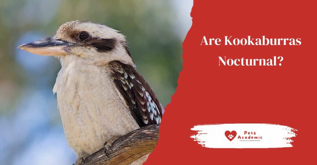 Are Kookaburras Nocturnal?