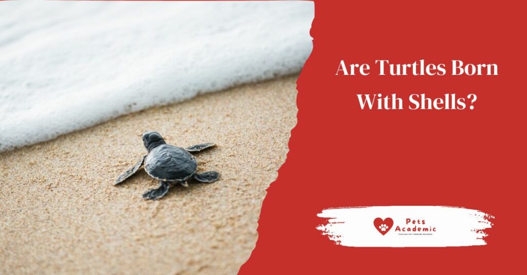 Are Turtles Born With Shells?