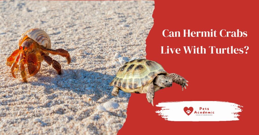 Can Hermit Crabs Live With Turtles?