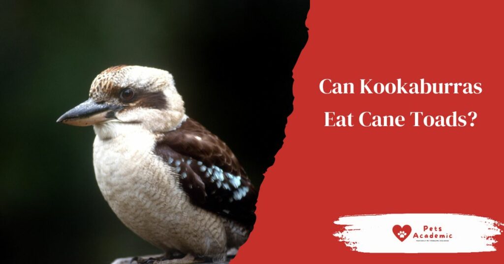 Can Kookaburras Eat Cane Toads