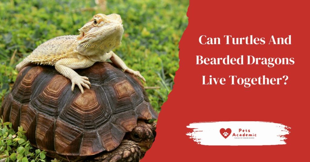 Can Turtles And Bearded Dragons Live Together?