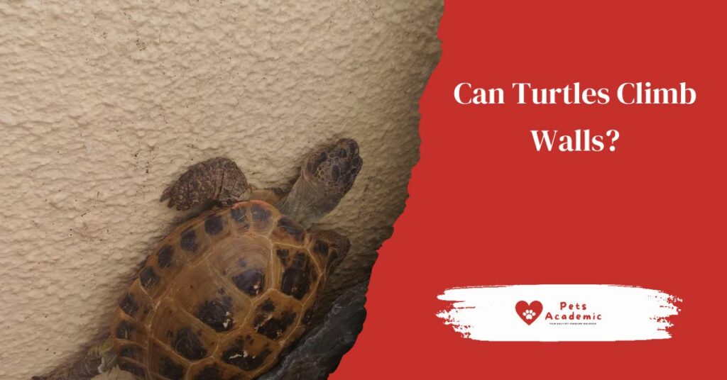 Can Turtles Climb Walls?