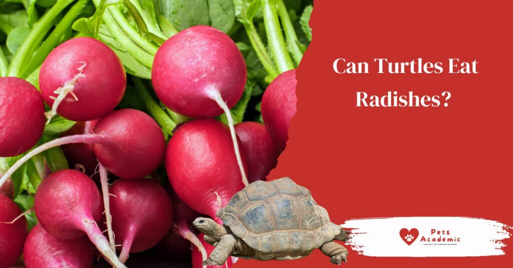 Can Turtles Eat Radishes