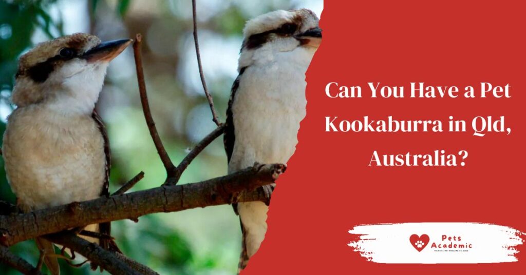 Can You Have a Pet Kookaburra in Qld, Australia?