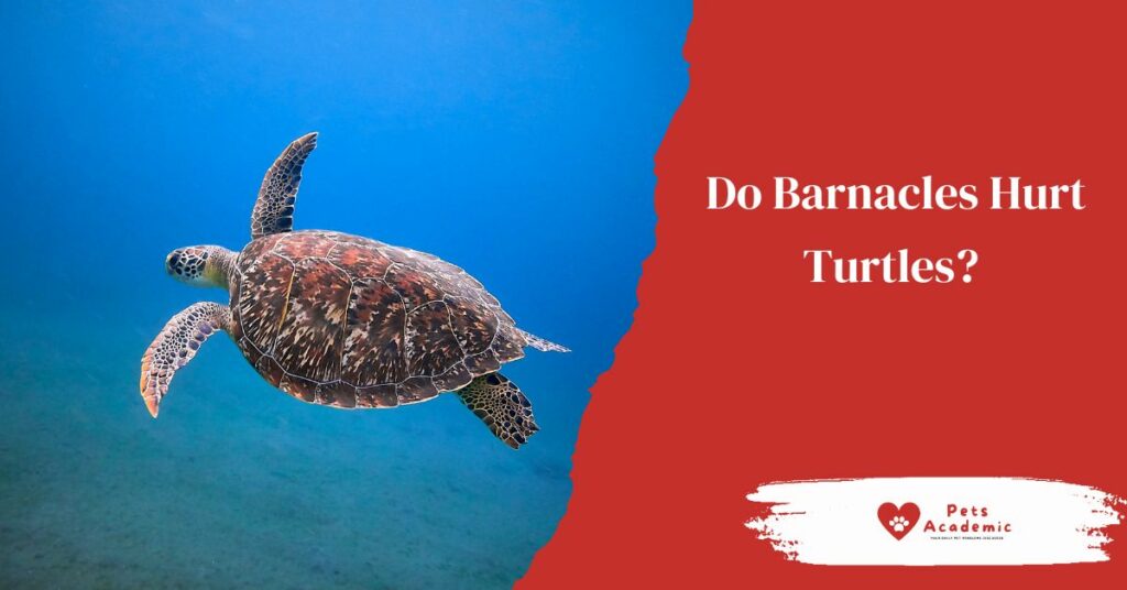 Do Barnacles Hurt Turtles?