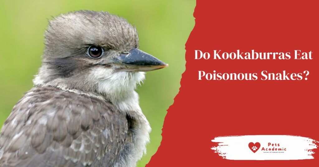 Do Kookaburras Eat Poisonous Snakes?
