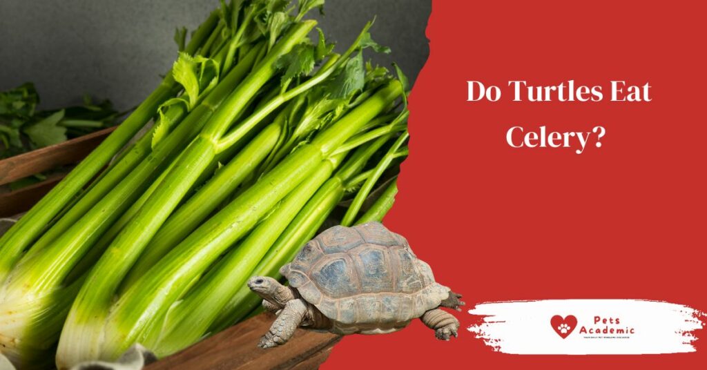 Do Turtles Eat Celery?