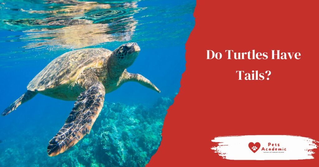 Do Turtles Have Tails? Things You Need to Know About The Tails of ...