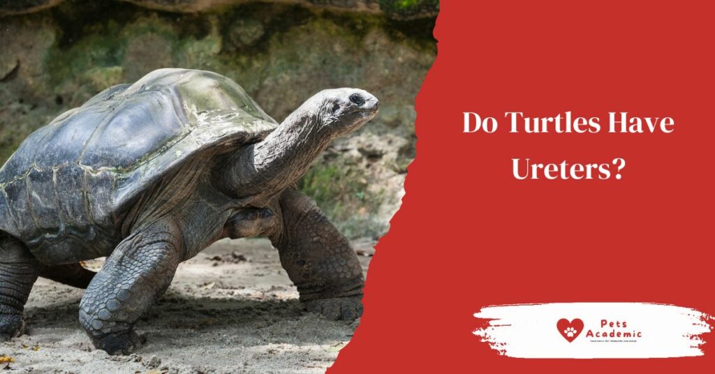 Do Turtles Have Ureters?