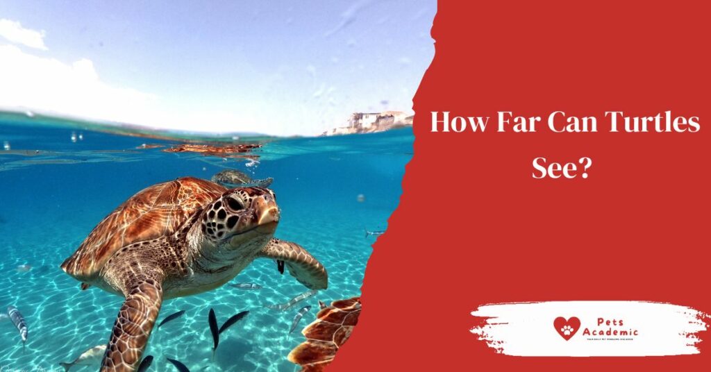 How Far Can Turtles See?