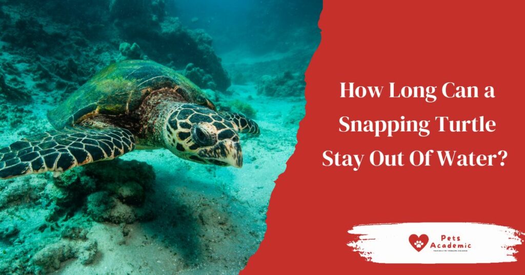 How Long Can a Snapping Turtle Stay Out Of Water? Things You Need to ...
