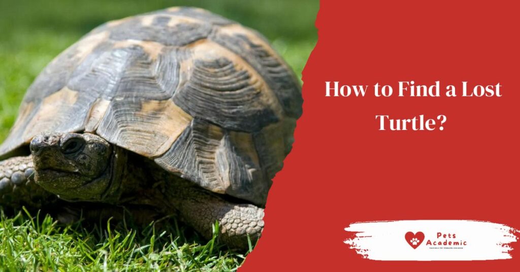 How to Find a Lost Turtle