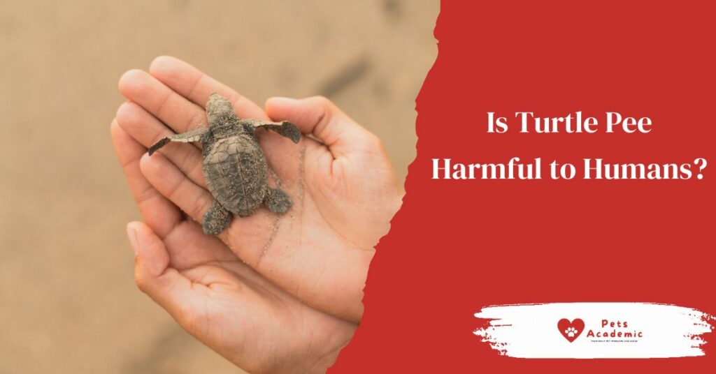 Is Turtle Pee Harmful to Humans?