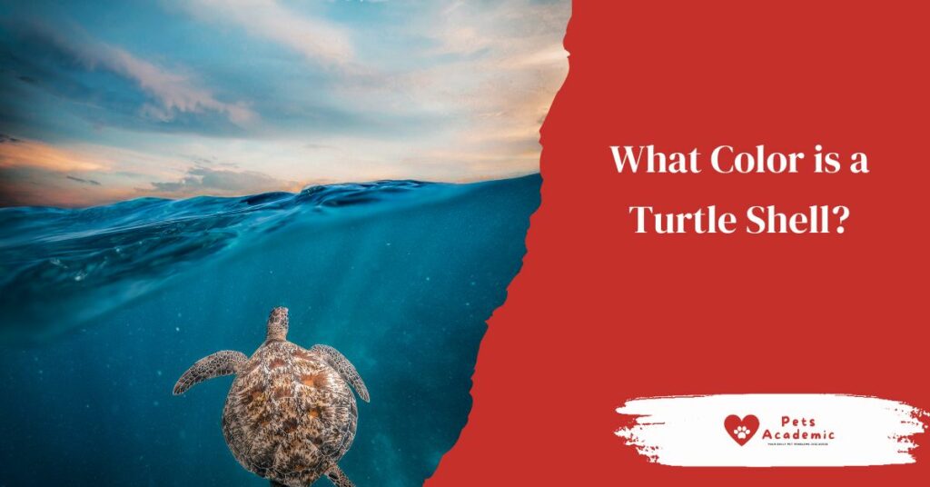 What Color is a Turtle Shell?