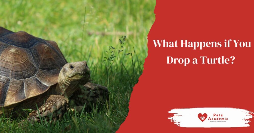 What Happens if You Drop a Turtle?