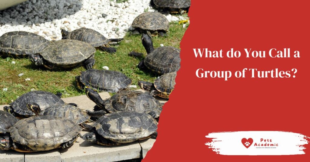 What do You Call a Group of Turtles