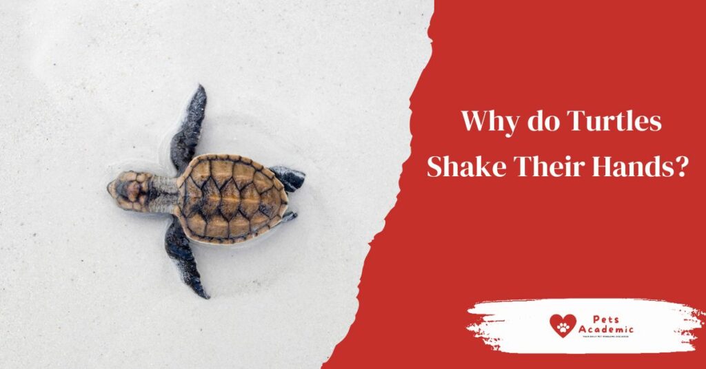 Why do Turtles Shake Their Hands?