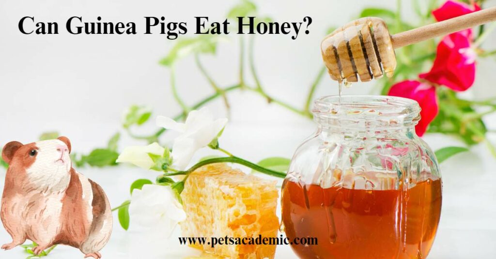 Can Guinea Pigs Eat Honey