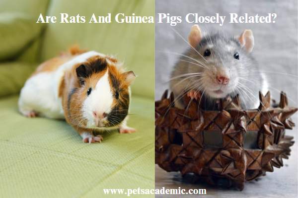 Are Rats And Guinea Pigs Closely Related?