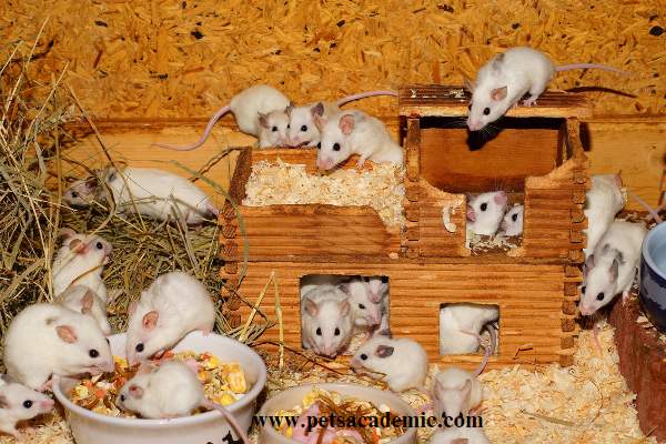 The Risks Of Feeding Guinea Pig Food To Mice: What To Consider