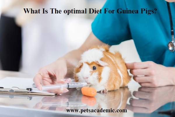 What Is The optimal Diet For Guinea Pigs?