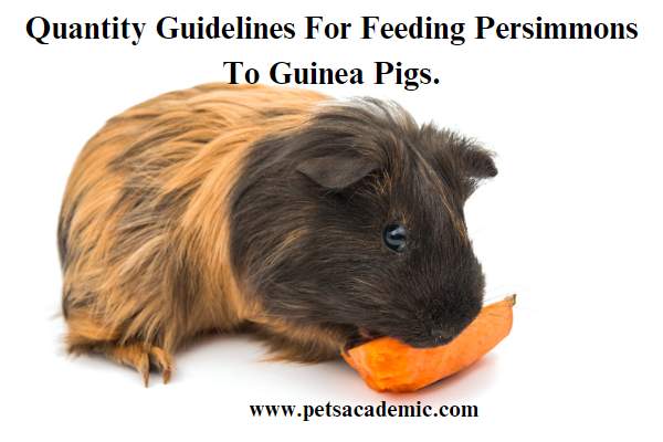 Quantity Guidelines For Feeding Persimmons To Guinea Pigs