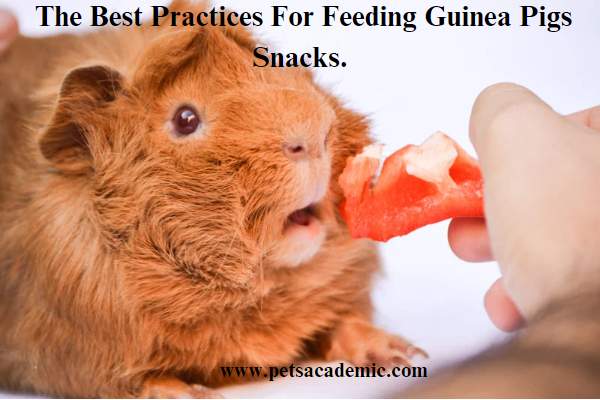 The Best Practices For Feeding Guinea Pigs Snacks