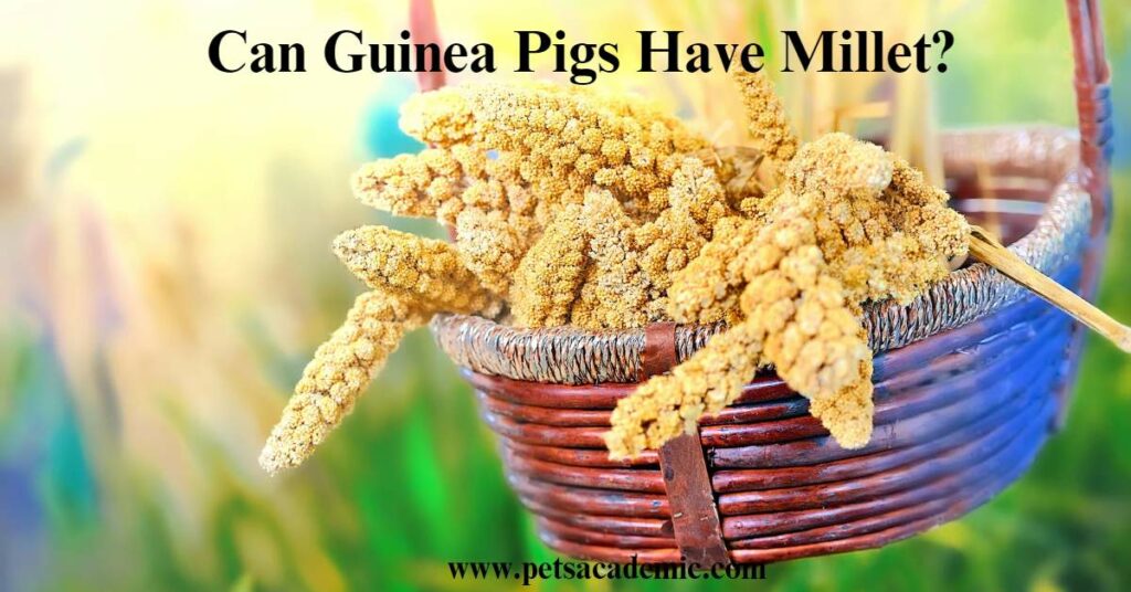 Can Guinea Pigs Have Millet