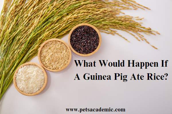 What Would Happen If A Guinea Pig Ate Rice?