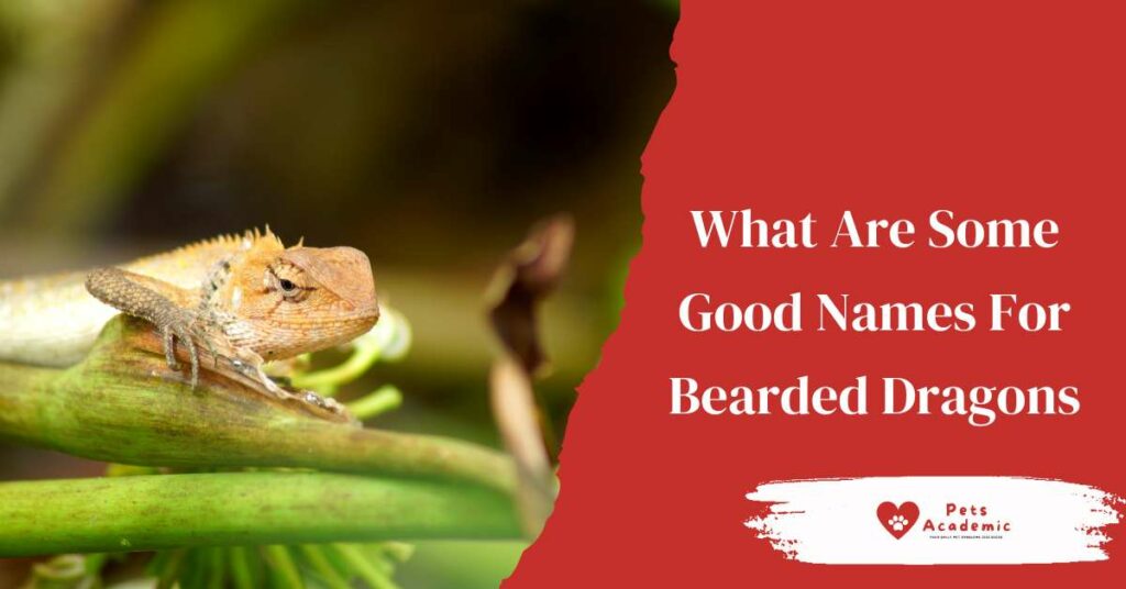 What Are Some Good Names For Bearded Dragons?