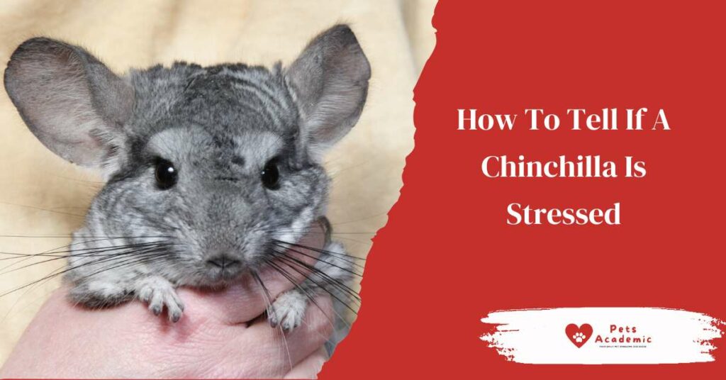 How To Tell If A Chinchilla Is Stressed