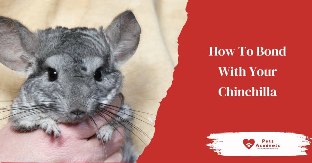 How Long Do Chinchillas Live