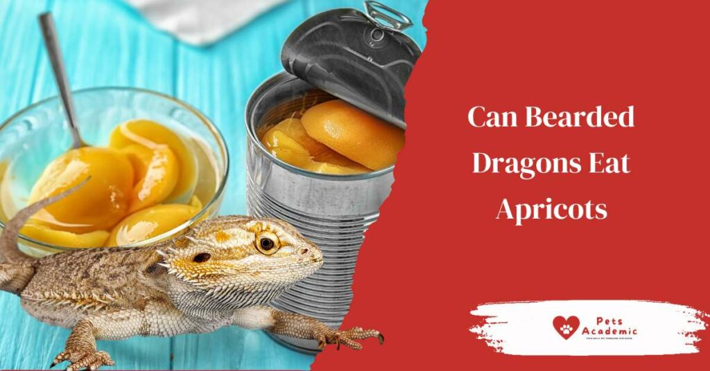 Can Bearded Dragons Eat Apricots