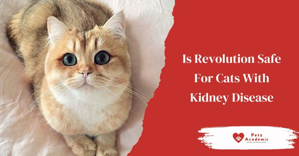 Is Revolution Safe For Cats With Kidney Disease?