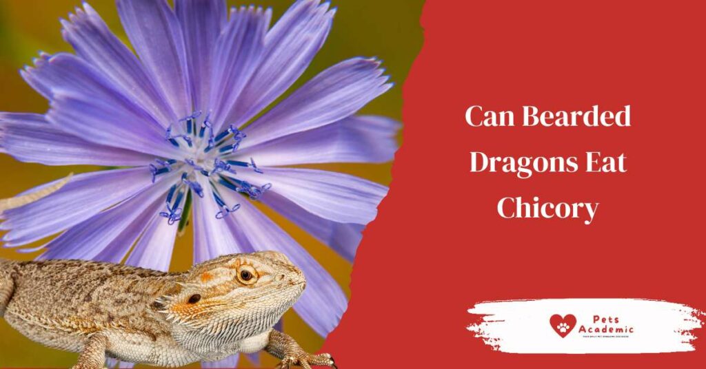Can Bearded Dragons Eat Chicory