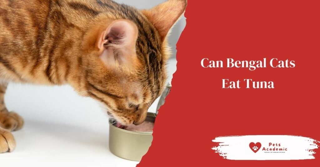 Can Bengal Cats Eat Tuna?