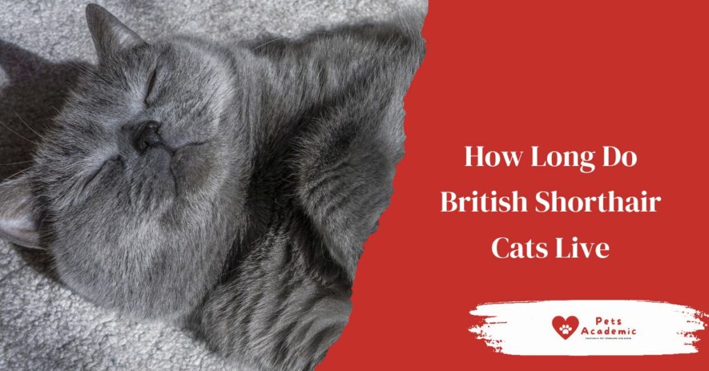 How Long Do British Shorthair Cats Live
