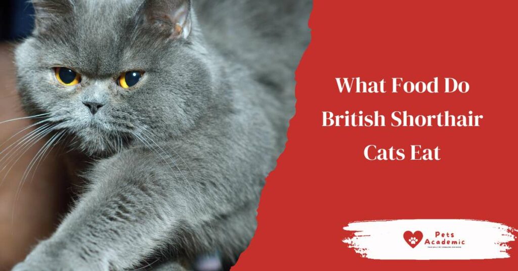 What Food Do British Shorthair Cats Eat
