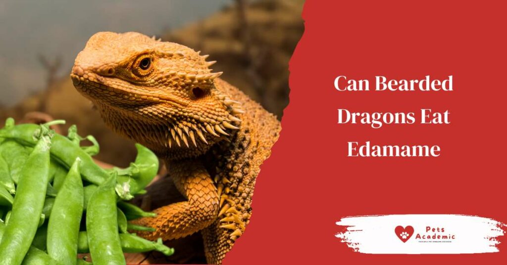 Can Bearded Dragons Eat Edamame