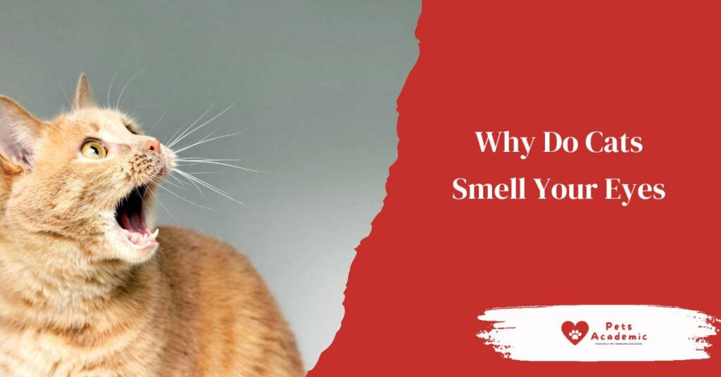Why Do Cats Smell Your Eyes?