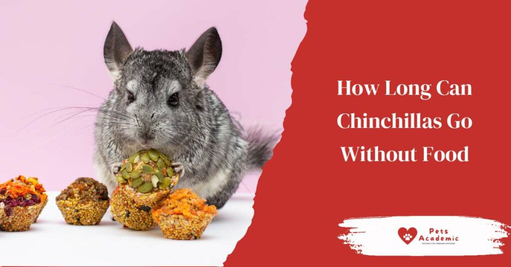 How Long Can Chinchillas Go Without Food